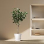 Indoor minimalist scene: tall potted ficus tree on a beige carpet beside a built‑in shelf with a laptop and books.