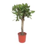 Small potted tree with dense green oval leaves in a red plastic pot of soil