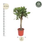 Tall potted tree with dense green leaves, height about 140–160 cm and pot diameter 34 cm.