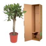 Potted leafy indoor tree in a red pot beside an open cardboard shipping box.