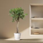 Indoor scene with a potted leafy plant next to a built-in shelf, which holds a laptop and books on its shelves.