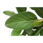 Close-up of glossy green leaves with pale veins visible along the midrib and veins in a botanical arrangement]