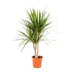 Yucca plant in a terracotta pot with long, pointed green leaves on a white background.
