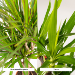 Two houseplants side by side: Dracaena marginata on the left with thin, spiky leaves and Yucca on the right with broad green leaves.