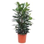 Potted leafy houseplant with dark green glossy leaves in an orange pot