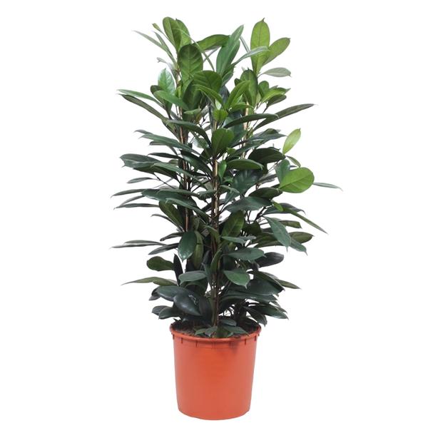Potted leafy houseplant with dark green glossy leaves in an orange pot