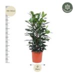 Tall leafy indoor plant in an orange pot, with a left ruler showing height 130–150 cm and a bottom label for a 34 cm pot diameter.