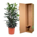 Tall leafy houseplant in a terracotta pot beside an open brown cardboard moving box.
