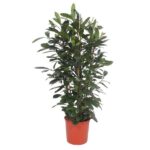 Tall leafy indoor plant in a red/orange pot on a white background.