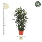 Tall leafy plant in an orange pot, with height around 170–190 cm and a pot diameter of about 34 cm; measurement scales shown beside and below.