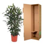 Potted leafy green plant beside an opened tall cardboard shipping box with flaps open.