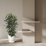 Tall potted plant beside a beige wall with two white floating shelves, books on the lower shelf.