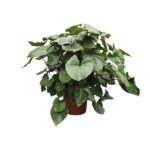 Potted plant with large glossy green heart-shaped leaves in a brown pot.