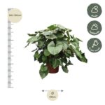 Lush potted plant with large heart-shaped leaves; height 160–180 cm shown on the left ruler, 60 cm diameter at the base, care: shade or half shade and weekly watering.