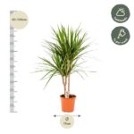 Dracaena plant in pot with height scale showing 80–100 cm; 17 cm pot diameter; care: half shade and water once per week.