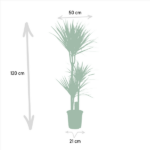 Diagram of a potted plant with dimensions: height 120 cm, plant width 50 cm, pot width 21 cm.