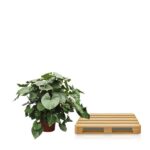 Potted green leafy plant beside a light wood slatted coffee table on a white background.