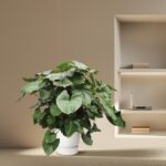 Lush green leafy plant in a white pot sits on a beige floor beside a built‑in shelf with a laptop and books against a neutral wall.