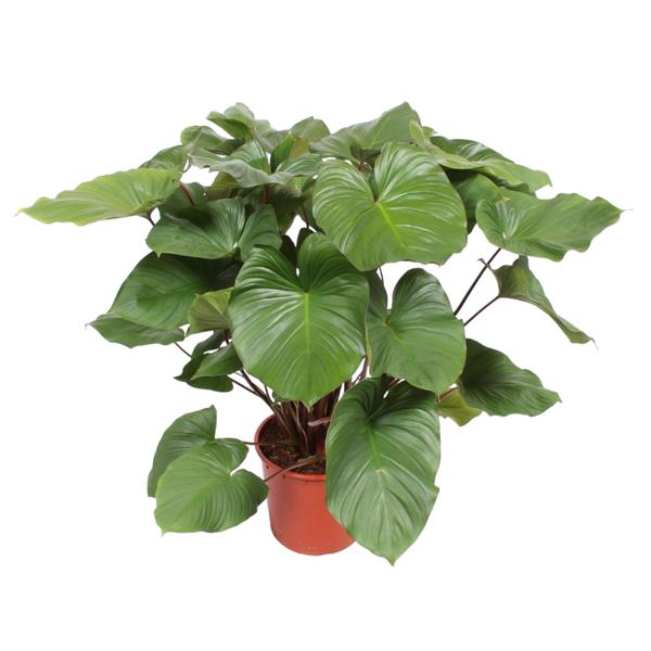 Potted plant with large glossy green heart-shaped leaves in a terracotta pot.