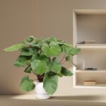 Indoor scene with a large green leafy plant in a white pot beside a beige wall and a white shelving unit