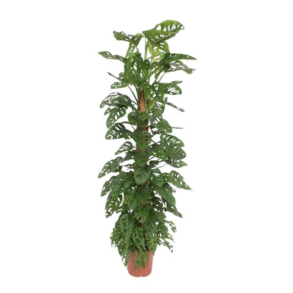 Tall Monstera plant with large, split green leaves in a terracotta pot.