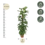 Tall potted Monstera with height 170–190 cm indicated by a ruler on the left and a 27 cm pot diameter; care notes show half shade to shade and watering once per week.