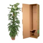 Tall potted monstera plant next to an open brown cardboard shipping box, suggesting packing or plant shipping.