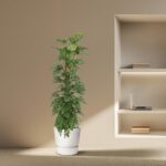 Tall leafy indoor plant in a white pot, placed beside a built-in wall shelf with a laptop and books in a neutral room.