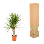 Potted Dracaena plant in an orange pot next to a tall cardboard shipping box with green leaf graphics.