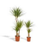 Two potted dracaena/yucca plants with tall spiky green leaves in terracotta pots on a white background.