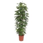 Tall potted monstera plant with split green leaves in a terracotta pot.
