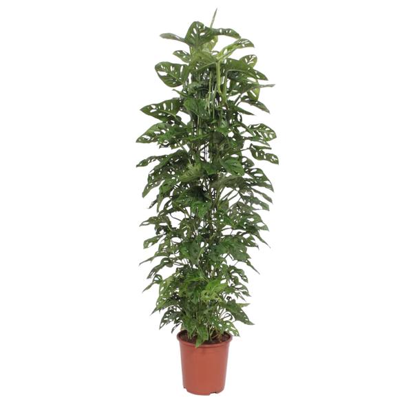 Tall potted monstera plant with split green leaves in a terracotta pot.