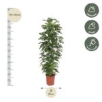 Tall potted plant about 170–190 cm tall with a 27 cm pot, shown with light preferences (half shade or shade) and weekly watering guidance.