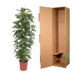 Tall leafy potted plant beside an open brown cardboard shipping box (box appears empty)