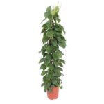 Tall potted vine with dense green, heart-shaped leaves in a terracotta pot.