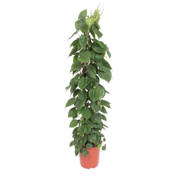 Tall potted vine with dense green, heart-shaped leaves in a terracotta pot.