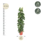 Tall vine in a red pot, height 140–160 cm, 27 cm pot diameter; suitable for half shade.