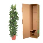 Tall potted vine plant in a red pot placed next to a tall open cardboard shipping box in a studio setting.