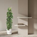 Tall potted green plant beside a beige wall with two white floating shelves and a few books on the shelves.
