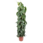 Pothos houseplant with trailing vines and heart-shaped green leaves in a terracotta pot.