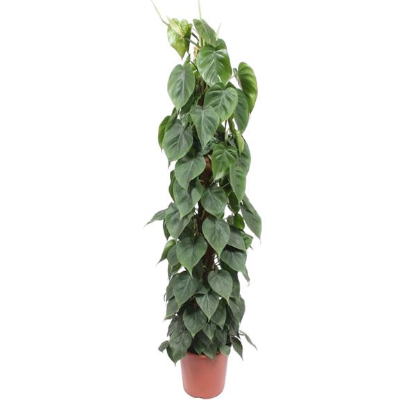 Pothos houseplant with trailing vines and heart-shaped green leaves in a terracotta pot.