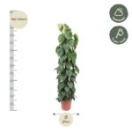 Tall potted vine (140–160 cm) with 27 cm pot; suitable for half shade, water weekly.