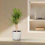 Tall green houseplant in a ribbed gray pot on a beige counter, against a neutral wall with built-in shelves and a laptop in the background.