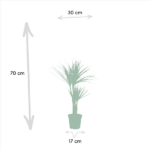 Potted plant with long thin leaves, accompanied by measurement arrows: overall height 70 cm, plant width about 30 cm, and pot width 17 cm.