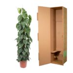 Potted leafy green plant with large heart-shaped leaves next to an open tall cardboard shipping box.