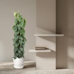 Tall green indoor plant in a white pot beside a beige wall with two white floating shelves and a small stack of books on them