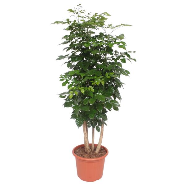 Indoor potted ficus plant with multiple trunks, lush green leaves in a terracotta pot.