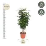Tall potted plant with multiple trunks, about 210–230 cm tall and a 40 cm pot, labeled half shade and winter hardy.