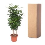 A potted leafy plant with three trunks beside a tall brown cardboard box against a white background.