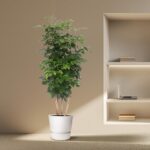 Tall leafy indoor plant in a white pot beside a built-in wall shelf with a laptop and books on the shelves in a neutral-toned room.